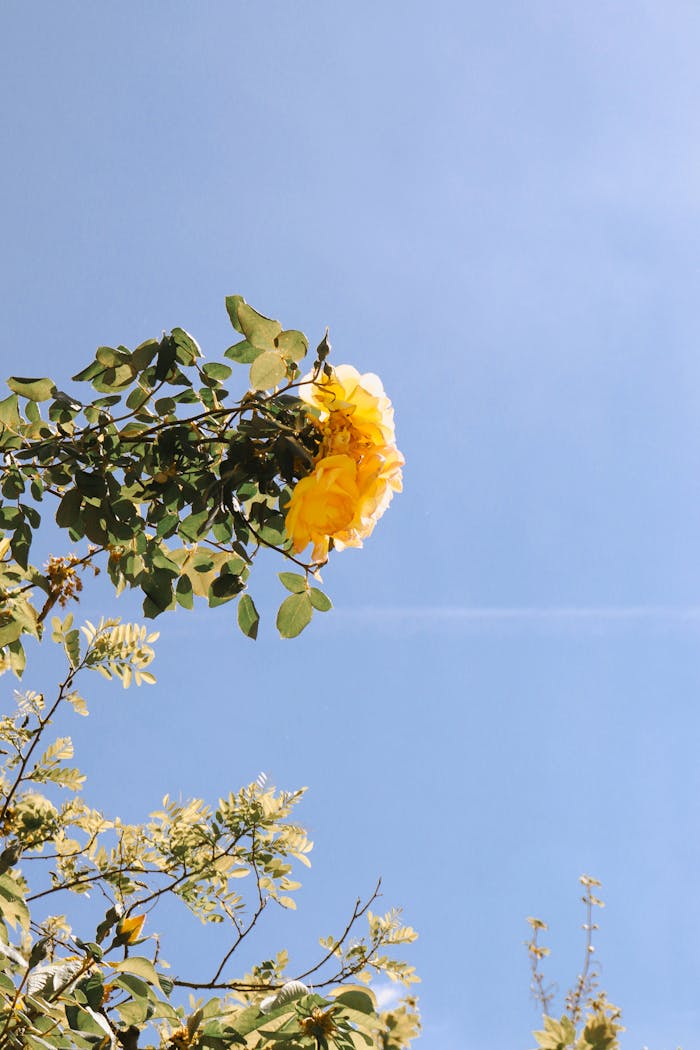 Vibrant yellow rose blooming against a clear blue sky in summer Paris, ideal for nature lovers.